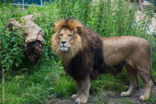 Fototapeta Naklejka Na Ścianę i Meble -  Lion