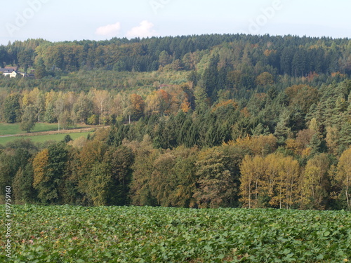 Fototapeta Naklejka Na Ścianę i Meble -  Wald im Herbst