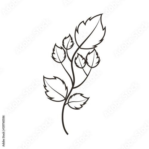 leafs plant natural icon vector illustration design