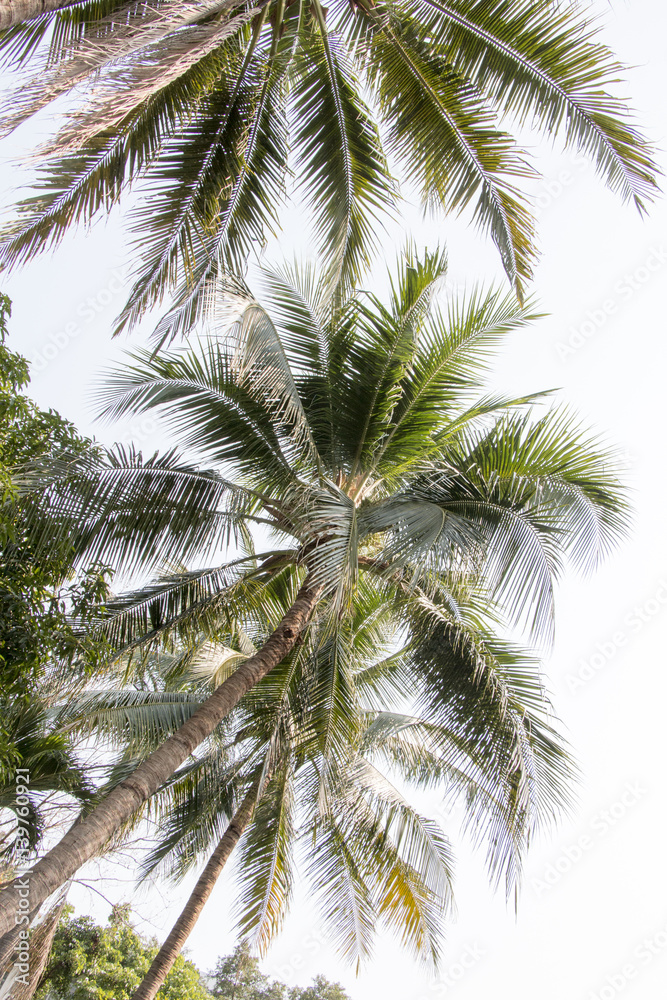 group of coconut and blue sky ,coconut make dessert and food