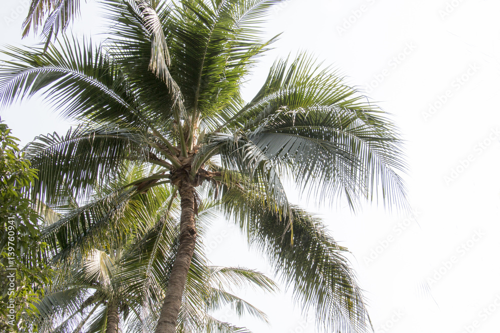 group of coconut and blue sky ,coconut make dessert and food group of coconut and blue sky ,coconut make dessert and food