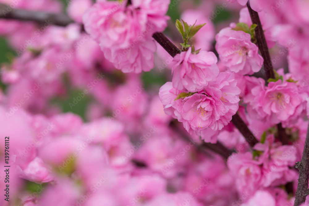 Sakura flower or cherry blossom with beautiful nature background Sakura flower or cherry blossom with beautiful nature background