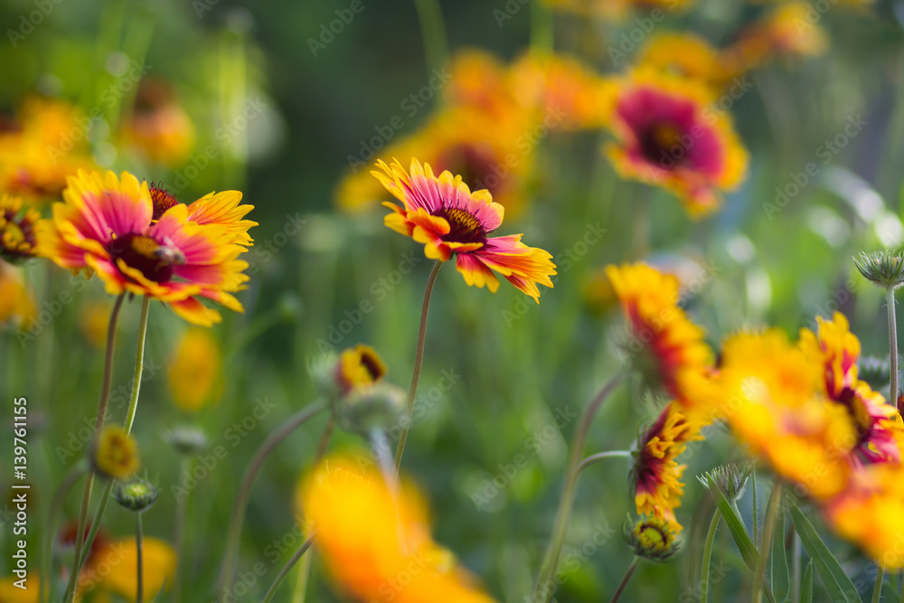 Red yellow flowers in a garden