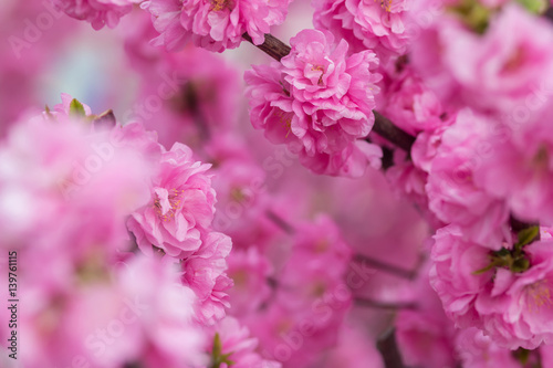 Sakura flower or cherry blossom with beautiful nature background