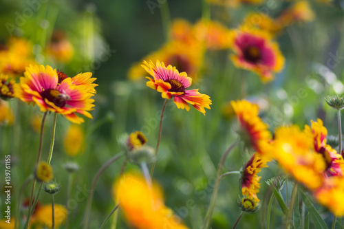 Red yellow flowers in a garden © kogytuk