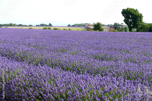 Lavendelfeld