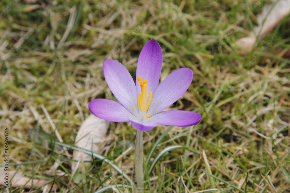 Krokus Krokusse Crocus mit Biene zu Istern Krokus Krokusse Crocus mit Biene zu Istern