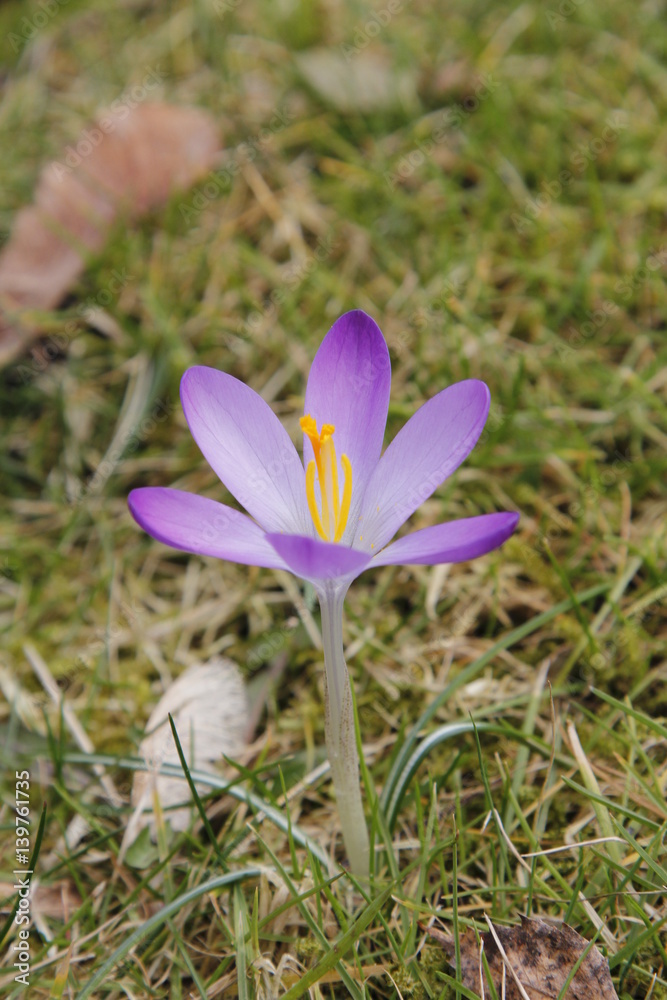 Krokus Krokusse Crocus mit Biene zu Istern Krokus Krokusse Crocus mit Biene zu Istern
