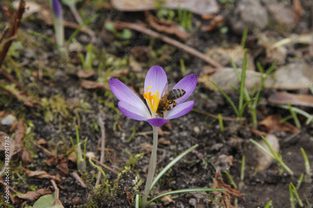 Krokus Krokusse Crocus mit Biene zu Istern Krokus Krokusse Crocus mit Biene zu Istern