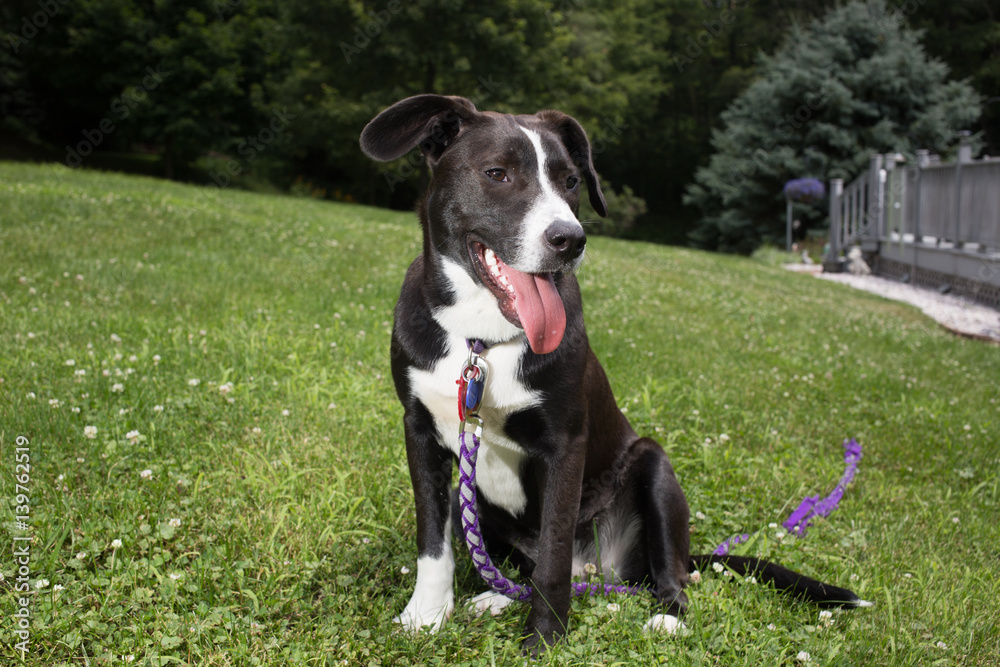 Black and White Mixed Breed Dog Sitting Black and White Mixed Breed Dog Sitting
