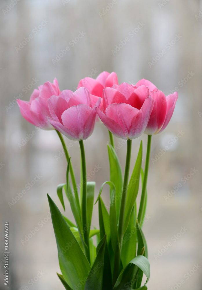 Fototapeta premium pink tulips