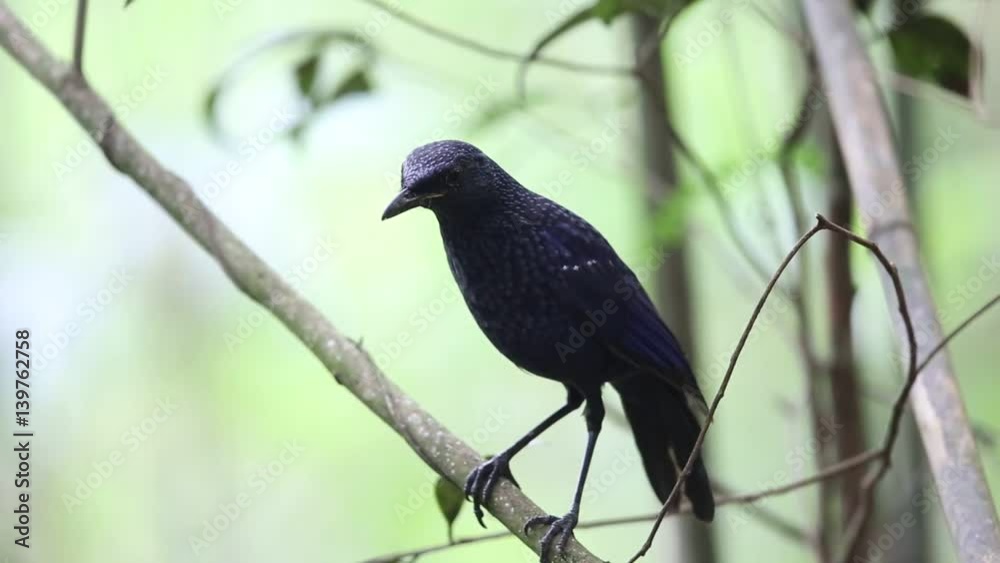 Blue whistling thrush (Myophonus caeruleus) in Tam Dao, North Vietnam Blue whistling thrush (Myophonus caeruleus) in Tam Dao, North Vietnam