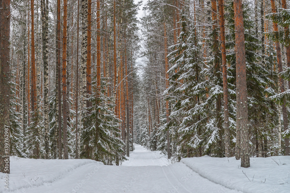 Fototapeta premium Road in winter forest, park in snow