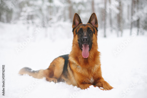 Young German Shepherd dog lying down on a snow in winter forest © Eudyptula