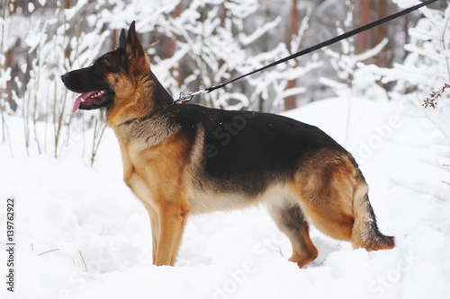 Young German Shepherd dog staying outdoors on a snow in winter forest