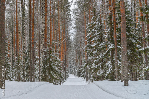 Road in winter forest, park in snow