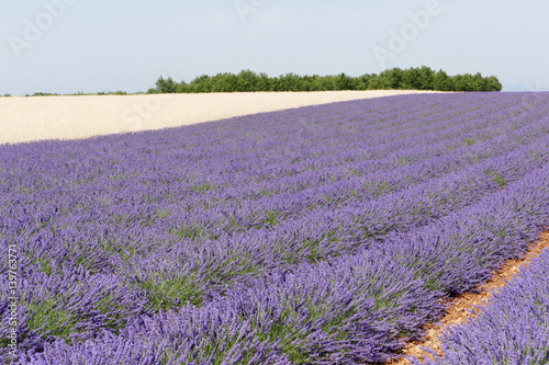 Lavendelfeld vor Weizenacker