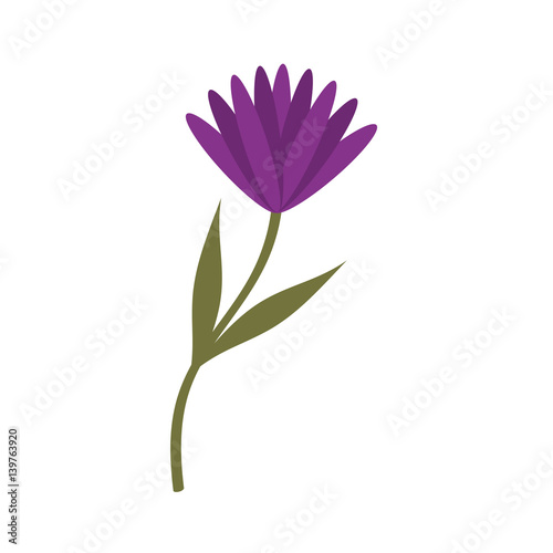 cute flower carden isolated icon vector illustration design