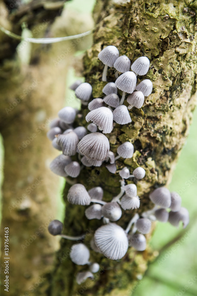 mushroom
mushroom