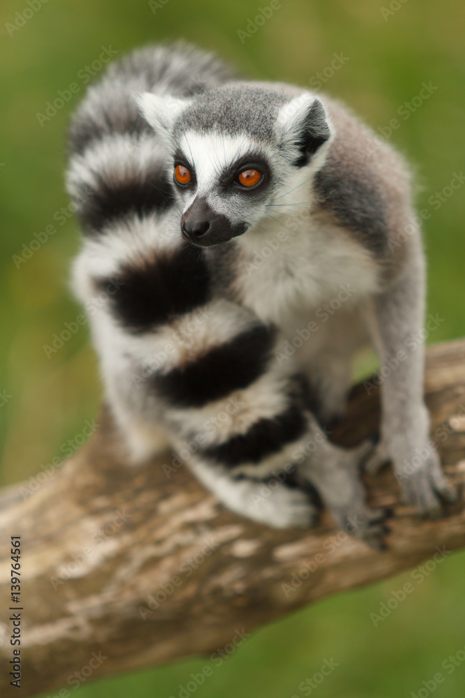 Fototapeta premium Madagascan Ring Tailed Lemur