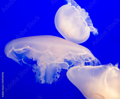 Group of Moon Jellyfish