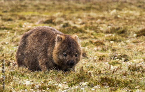 wombat near cradle mountains photo