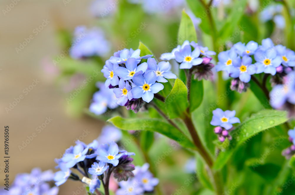 Bright bunches of blue flowers young forget-me Bright bunches of blue flowers young forget-me