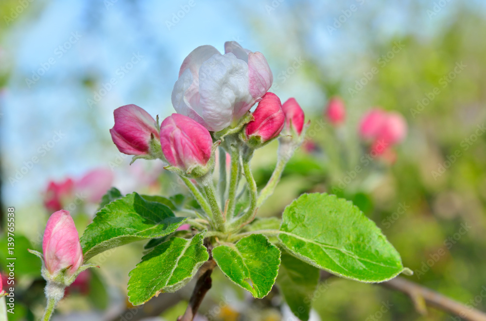 Young apple-tree flowers in the spring garden Young apple-tree flowers in the spring garden