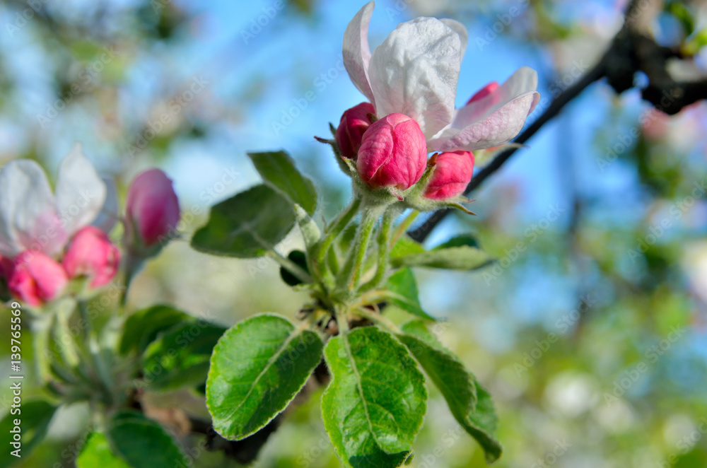 Young apple-tree flowers in the spring garden