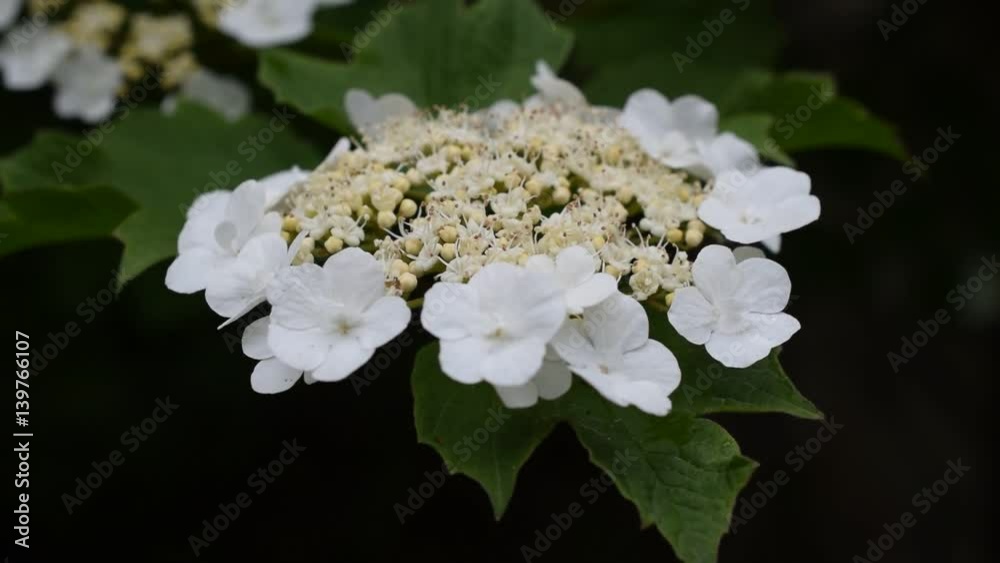 Arrowwood flowers blossoming in spring with partially unfolding flowers and green leaves. Viburnum Arrowwood flowers blossoming in spring with partially unfolding flowers and green leaves. Viburnum