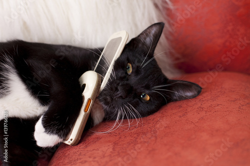 Black and white cat with mobile phone