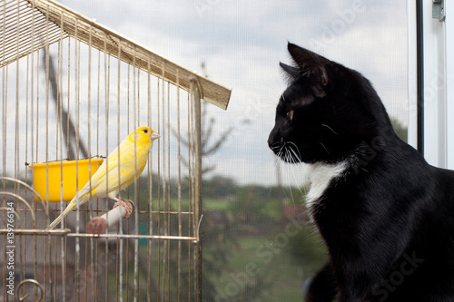 Communication between cat and bird