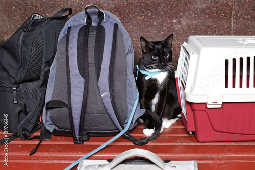 Cat loves to travel. At the station waiting for a train