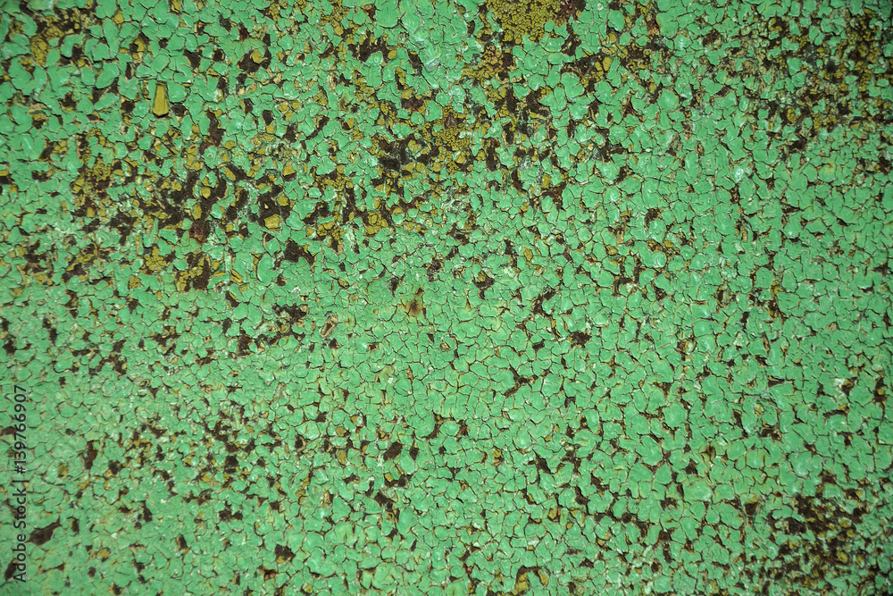 The background is a metal fence with peeling green paint The background is a metal fence with peeling green paint