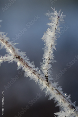 Icy Frost Crystals Clinging to the Frozen Winter Foliage © rck