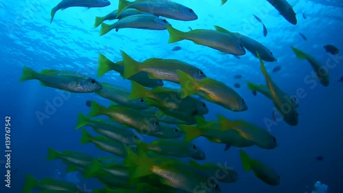 school of fish, Bluestripe Snapper - Lutjanus kasmira swim in blue water, Oceania, Indonesia, Southeast Asia
 photo