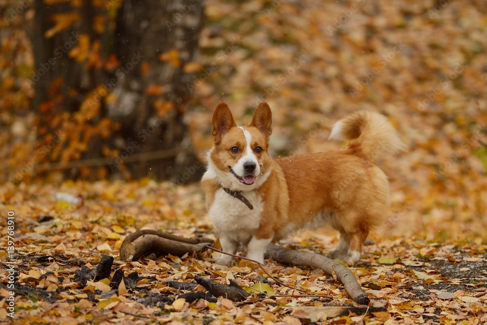 Welsh Corgi Cardigan walking in park Welsh Corgi Cardigan walking in park