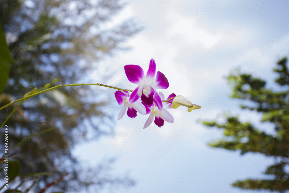 Orhid flowers on tropical backgraund - obrazy, fototapety, plakaty 