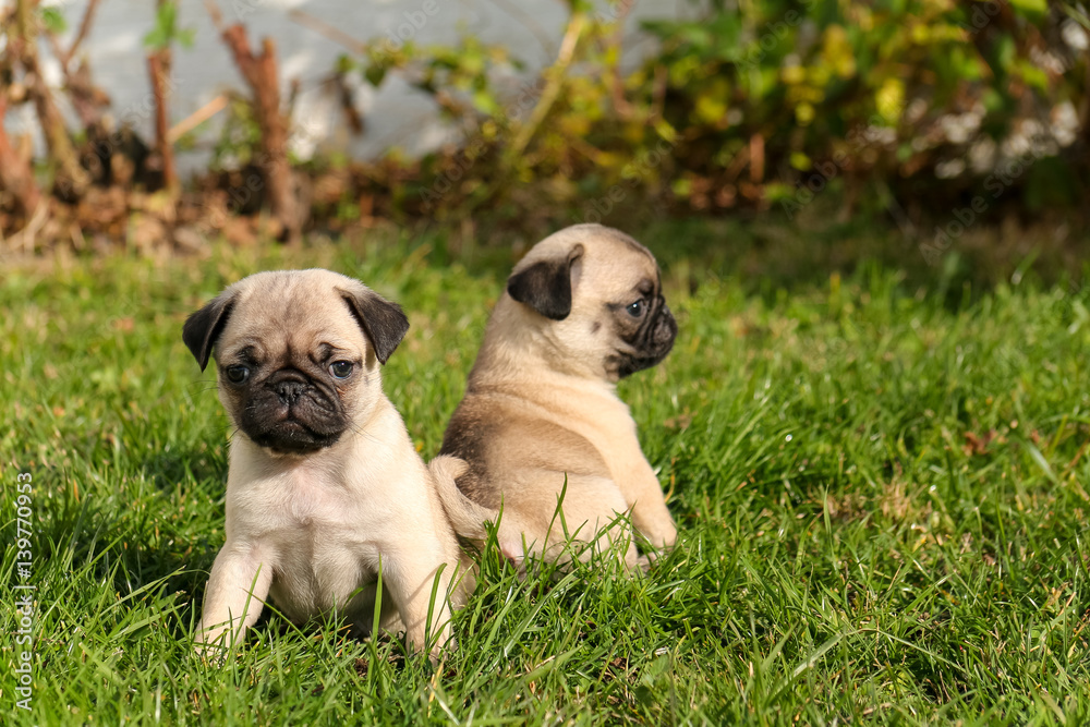 Young Pug Carlin Mops puppies on green grass Young Pug Carlin Mops puppies on green grass