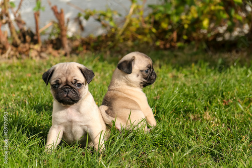 Young Pug Carlin Mops puppies on green grass