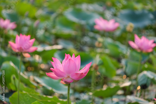 Flower field in early morning