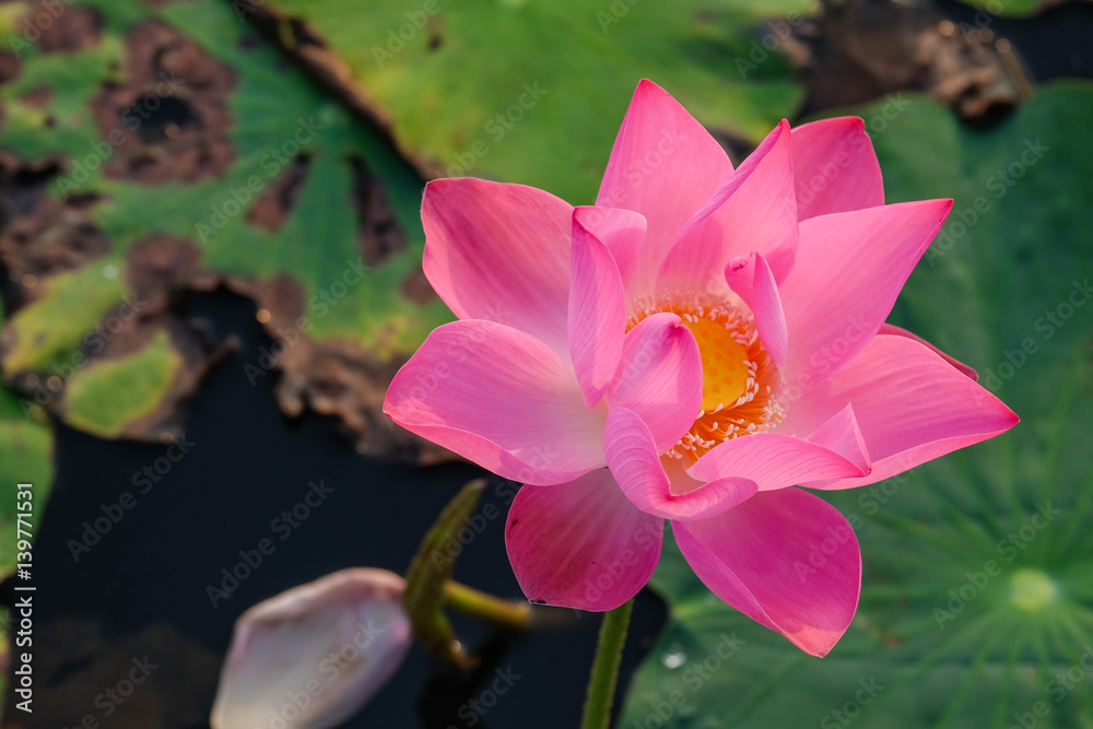 Pink lotus flower in the pond in the morning Pink lotus flower in the pond in the morning