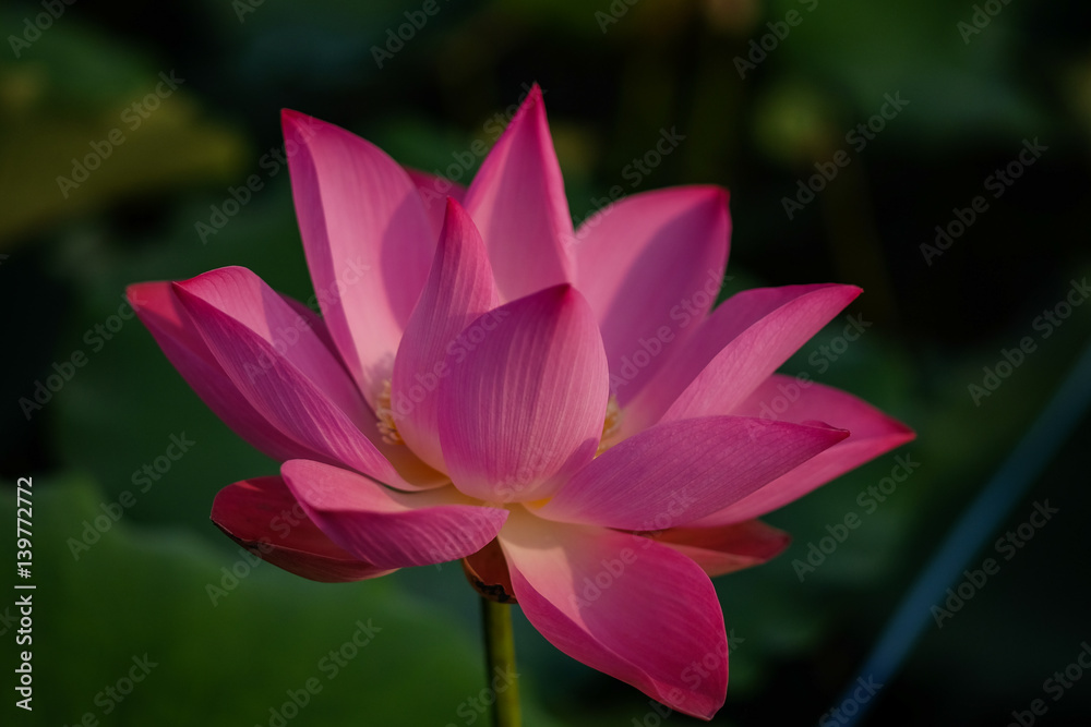 Lotus flower in the pond in the morning Lotus flower in the pond in the morning