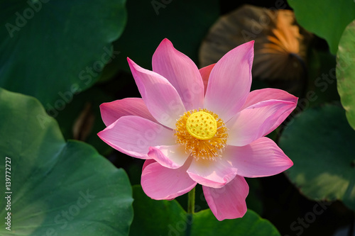 Pink lotus flower in the pond in the morning. Ho Chi Minh, Viet Nam