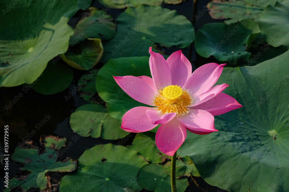 Lotus flower in the pond in the morning Lotus flower in the pond in the morning
