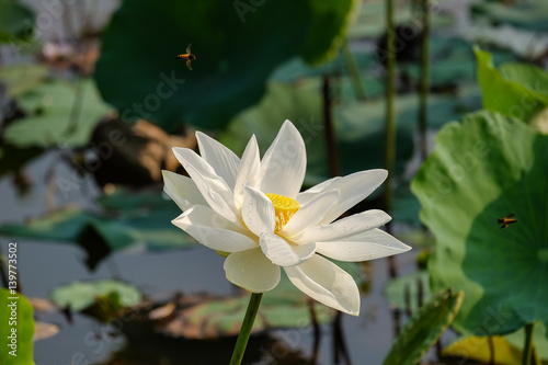 Pink lotus flower with bugs in the pond