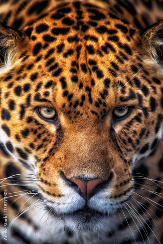 Jaguar staring at camera close up