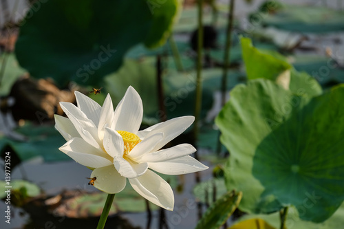 White lotus flower with bugs in the pond