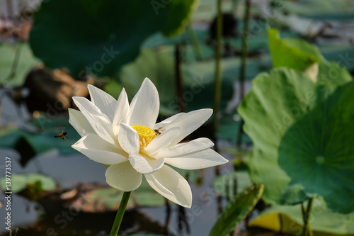 Pink lotus flower with bugs in the pond