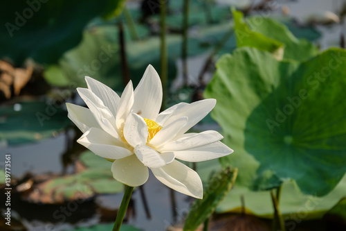 White lotus flower with bugs in the pond